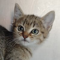 Camélia, chatte à adopter