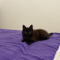 Panda, chat à adopter