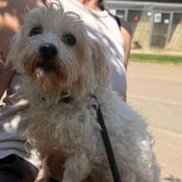SWAN, chienne à adopter
