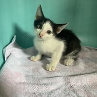 PETTIGROW, chat à adopter
