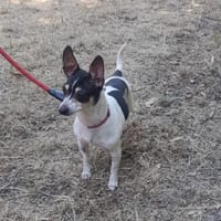 MYRABELLE, chienne à adopter