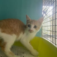 GRANGER, chatte à adopter