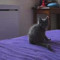Pandi, chatte à adopter
