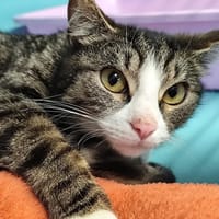 Taya, chatte à adopter