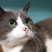Perle, chatte à adopter