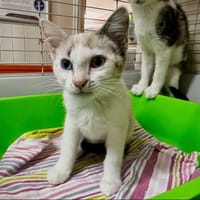 Electra [Chaton], chatte à adopter