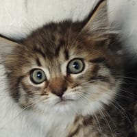 Dahlia, chatte à adopter
