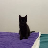 Fish, chat à adopter