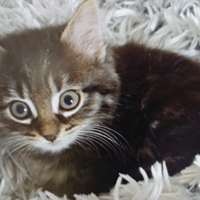 BARRY, chat à adopter