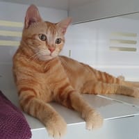 FIFA CHA, chatte à adopter