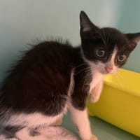 GLOUSS, chatte à adopter