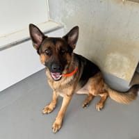 ASTRA HAA24794, chienne à adopter