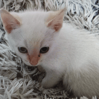 MILO, chat à adopter