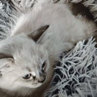 BILLY, chat à adopter