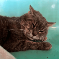 Bowie, chat à adopter