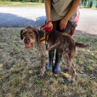 BEST OFF, chien à adopter