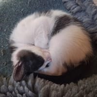GALETTE FIV+, chatte à adopter