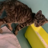 MALFOY, chat à adopter