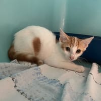 LESTRANGE, chatte à adopter