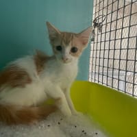 LOVEGOOD, chatte à adopter