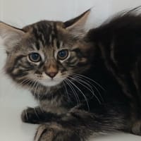 KOSNO, chat à adopter