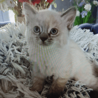 LOLA, chatte à adopter