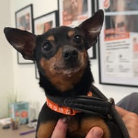 PINCH, chien à adopter