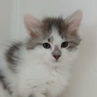 KARYO, chat à adopter