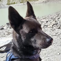DARKOS, chien à adopter