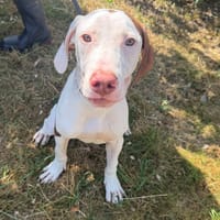 HERMES, chien à adopter