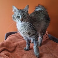 KARBOUR, chat à adopter