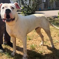 DANI, chien à adopter