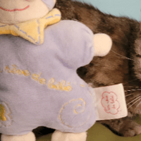 Violette, chatte à adopter