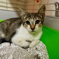 Chany [Chaton], chatte à adopter