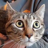 Féfé, chat à adopter