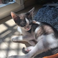 GAUFRETTE FIV+, chatte à adopter