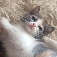 Bouillotte, chatte à adopter