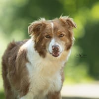 Glue (réservée), chienne à adopter