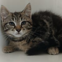 SOREÏA, chatte à adopter
