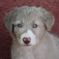 Haku, chien à adopter
