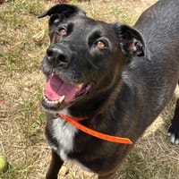 VUMPER, chienne à adopter