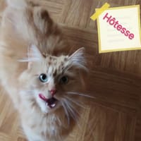 HOTESSE, chatte à adopter