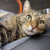 TIWI, chatte à adopter