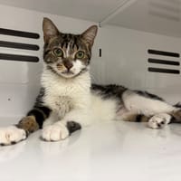 CERISE, chatte à adopter