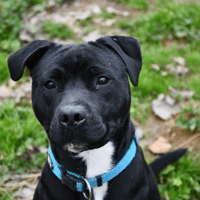 DOUG (en cours d'adoption), chien à adopter
