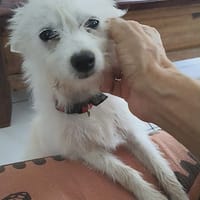 Lili Puce. la mignonne louloute, chienne à adopter