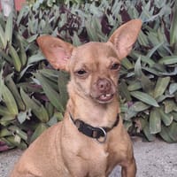 COCO, un chien au grand coeur, chien à adopter