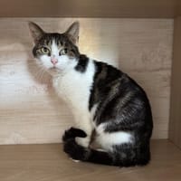 Margot, chatte à adopter