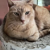 Bonnie, chatte à adopter
