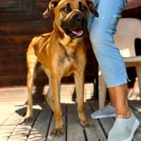 VIKING (Maria), chien à adopter